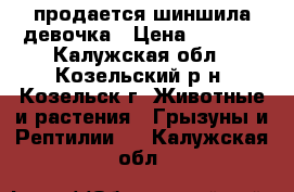 продается шиншила девочка › Цена ­ 2 500 - Калужская обл., Козельский р-н, Козельск г. Животные и растения » Грызуны и Рептилии   . Калужская обл.